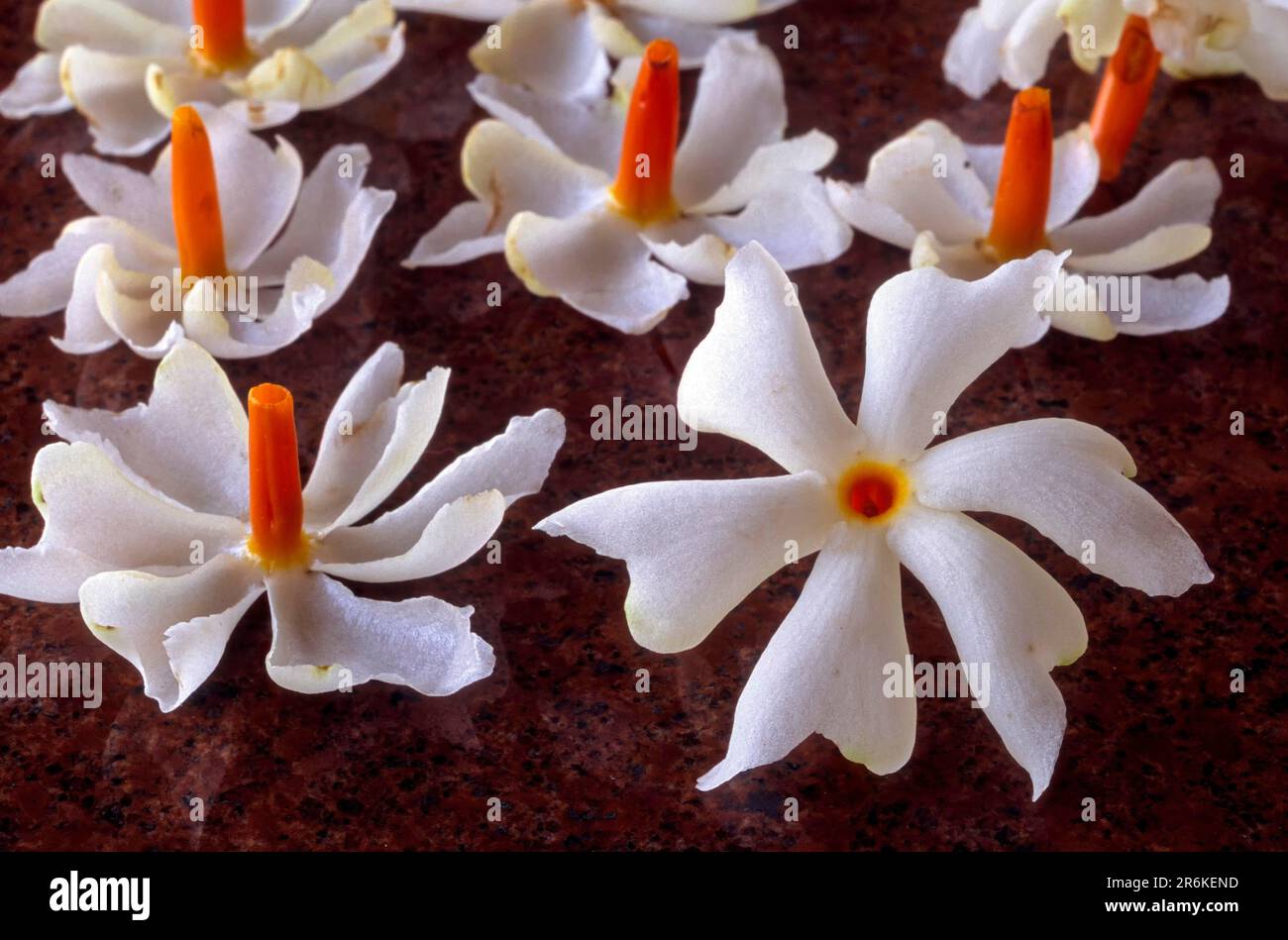 Parijat flower (Nyctanthes arbortristis Linn) Night flowering jasmine Tamil Nadu, South India, India, Asia Stock Photo