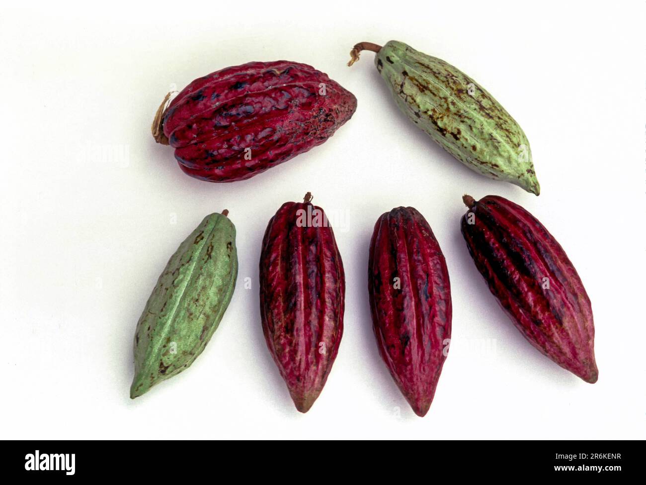 Food fruits Cocoa (Theobroma cacao) seed pods in Kerala, South India