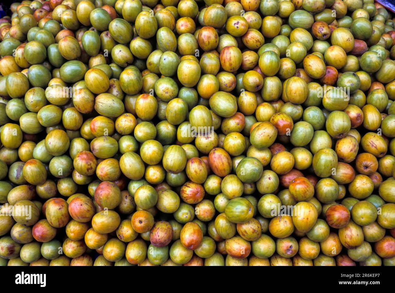 Indian jujube (Zizyphus mauritiana lam) Indian plum, Chinese date, Chinese apple fruits in Tamil Nadu, South India, India, Asia Stock Photo