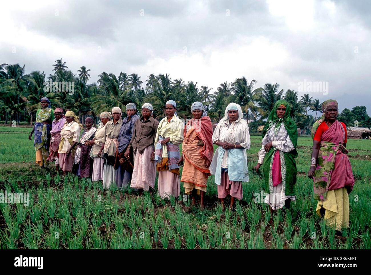 Farm workers standing onion field near Siruvani hill, Tamil Nadu, South India, India, Asia Stock Photo