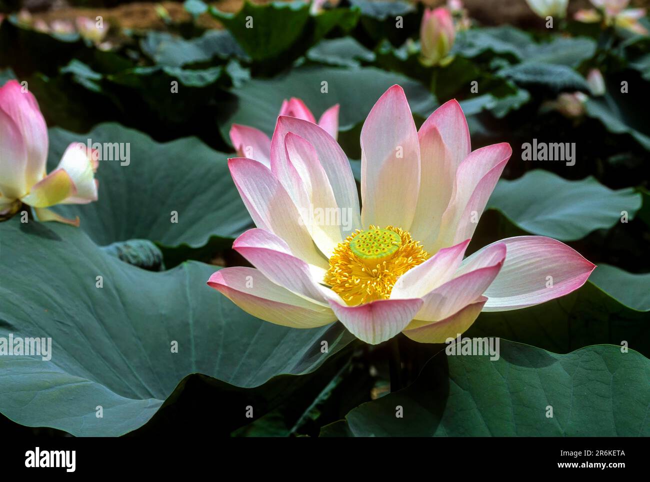 Lotus flower Sacred lotus, Laxmi lotus, Indian lotus (Nelumbo nucifera