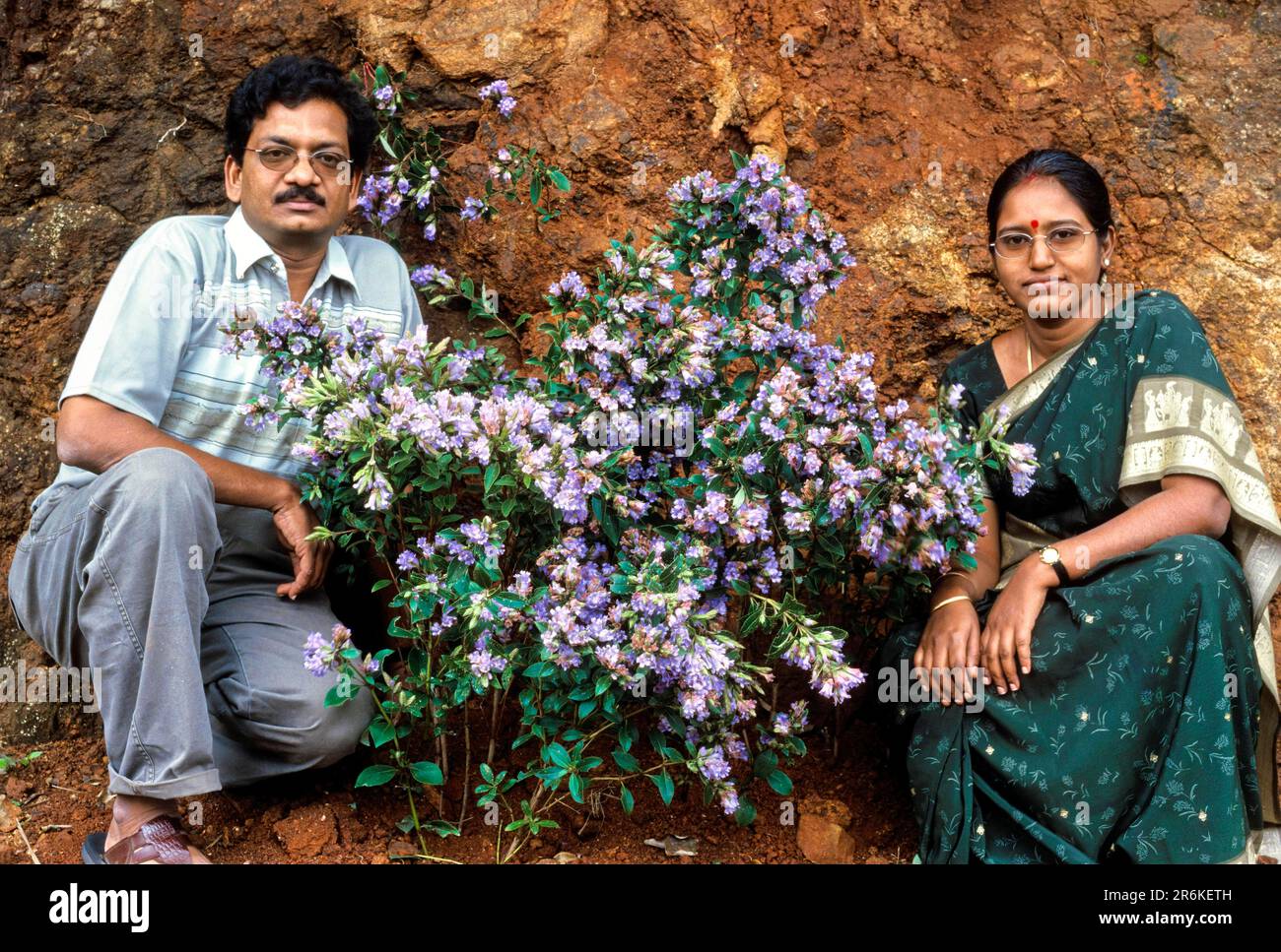 Kurinji flower (Strobilanthes kunthianus (Nees) in Udhagamandalam Ooty, Tamil Nadu, South India