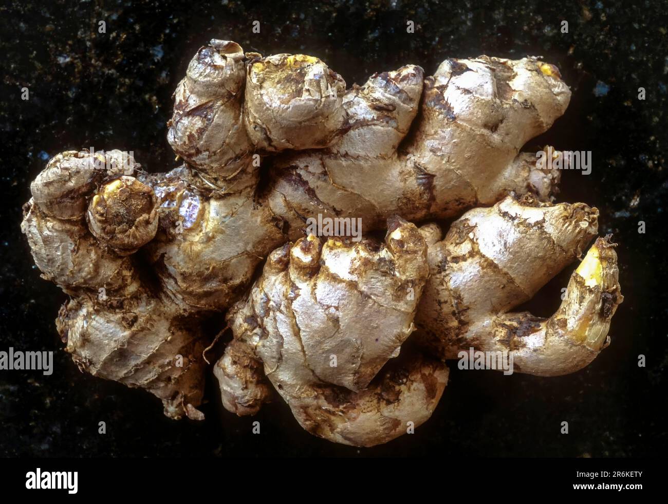 Herbal Medicine Ginger (Zingiber officinale Rosc) Tamil Nadu, South