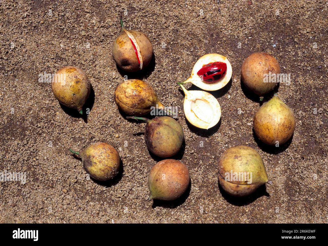 Nutmeg (Myristica fragrans) spice, Kerala, South India, India, Asia
