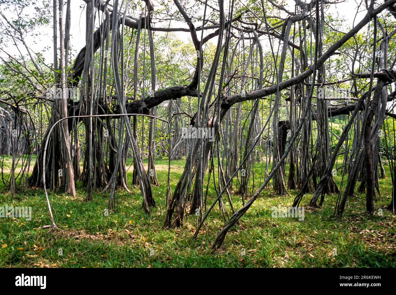 Huge Indian banyan (Ficus benghalensis) tree at Adyar in Chennai, Tamil ...