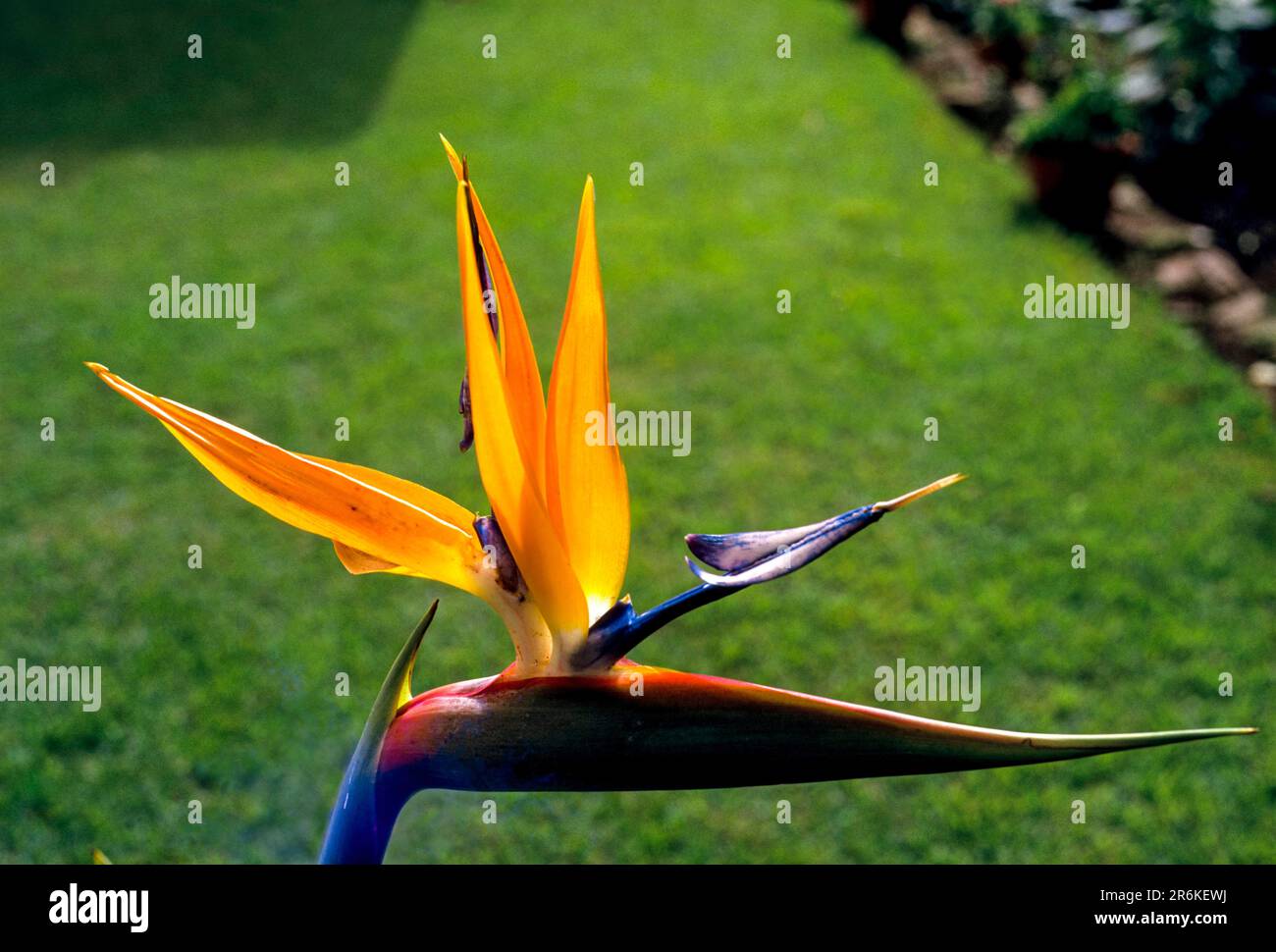 Bird of paradise (Strelitzia reginae) flower at Kodaikanal, Tamil Nadu
