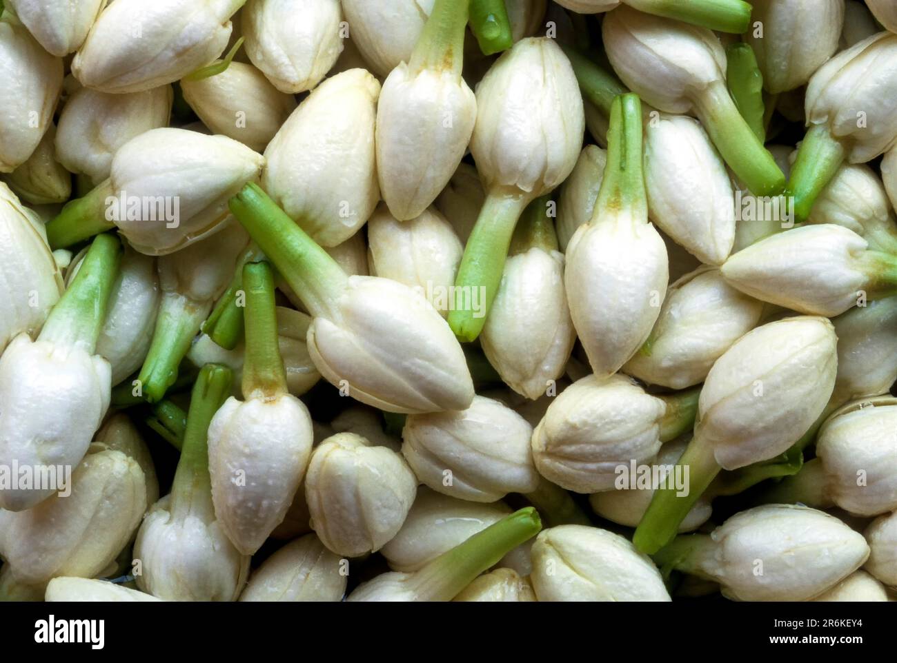Jasmine Flower (Jasminum sambac Linn Ait) (family Oleaceae) in Madurai