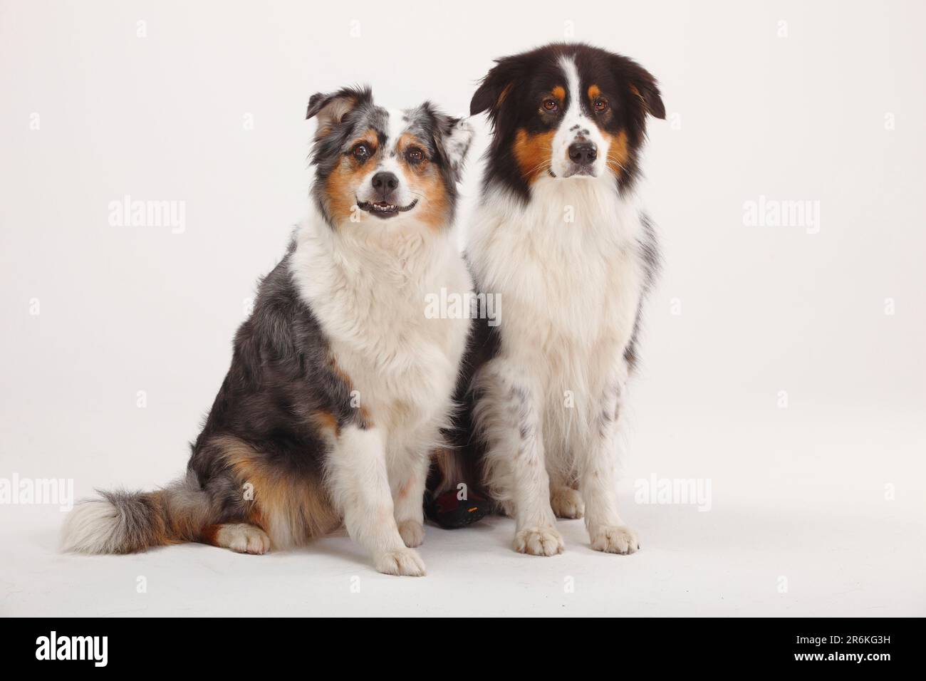 Australian Shepherds, blacktri and bluemerle Stock Photo Alamy