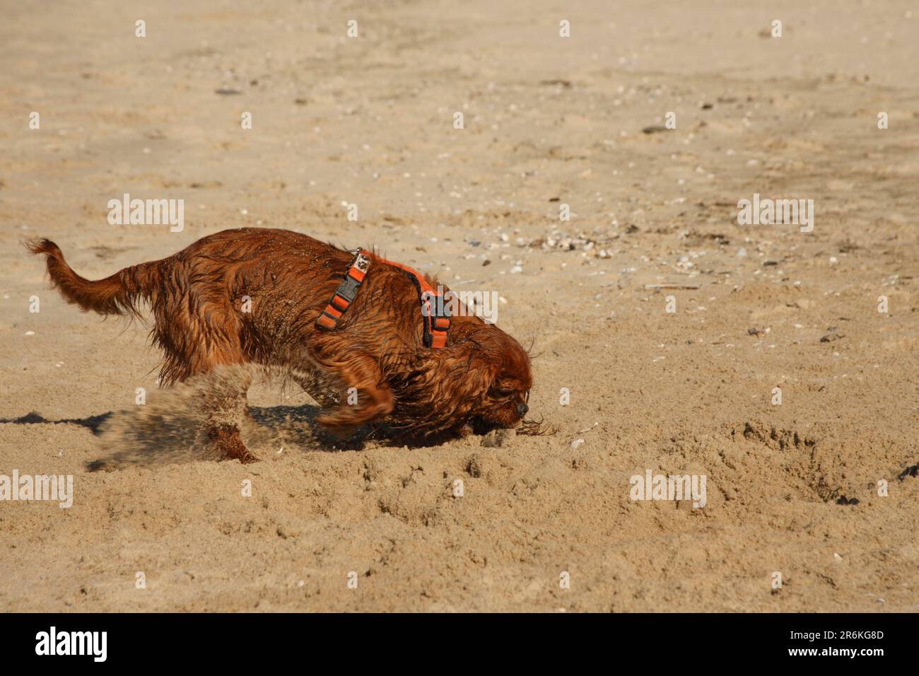 Cavalier King Charles Spaniel, ruby, digging on the beach, digging