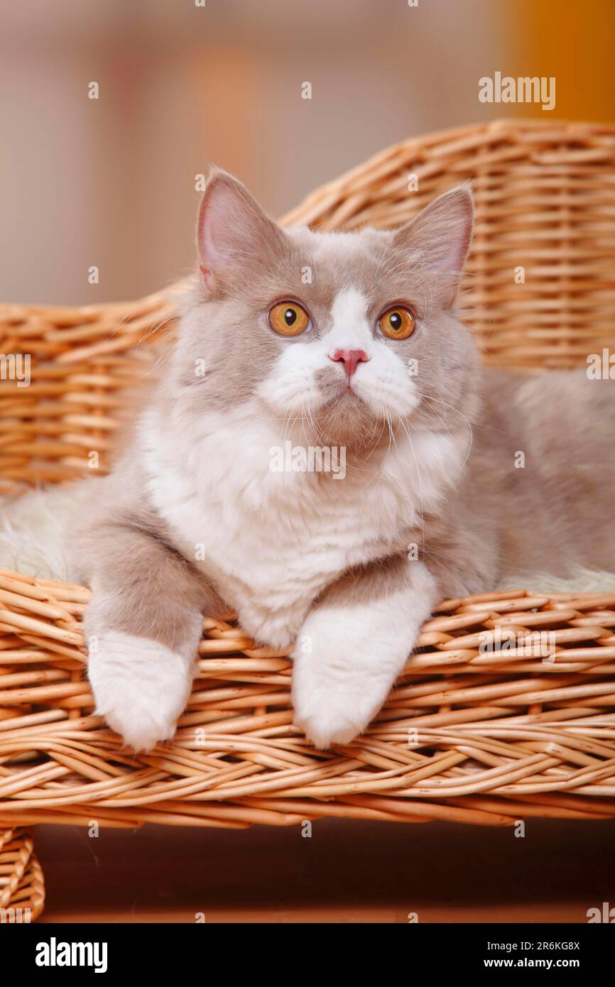 British longhair cat, male, fawn-white, Highlander, Lowlander, Britanica, BLH Stock Photo