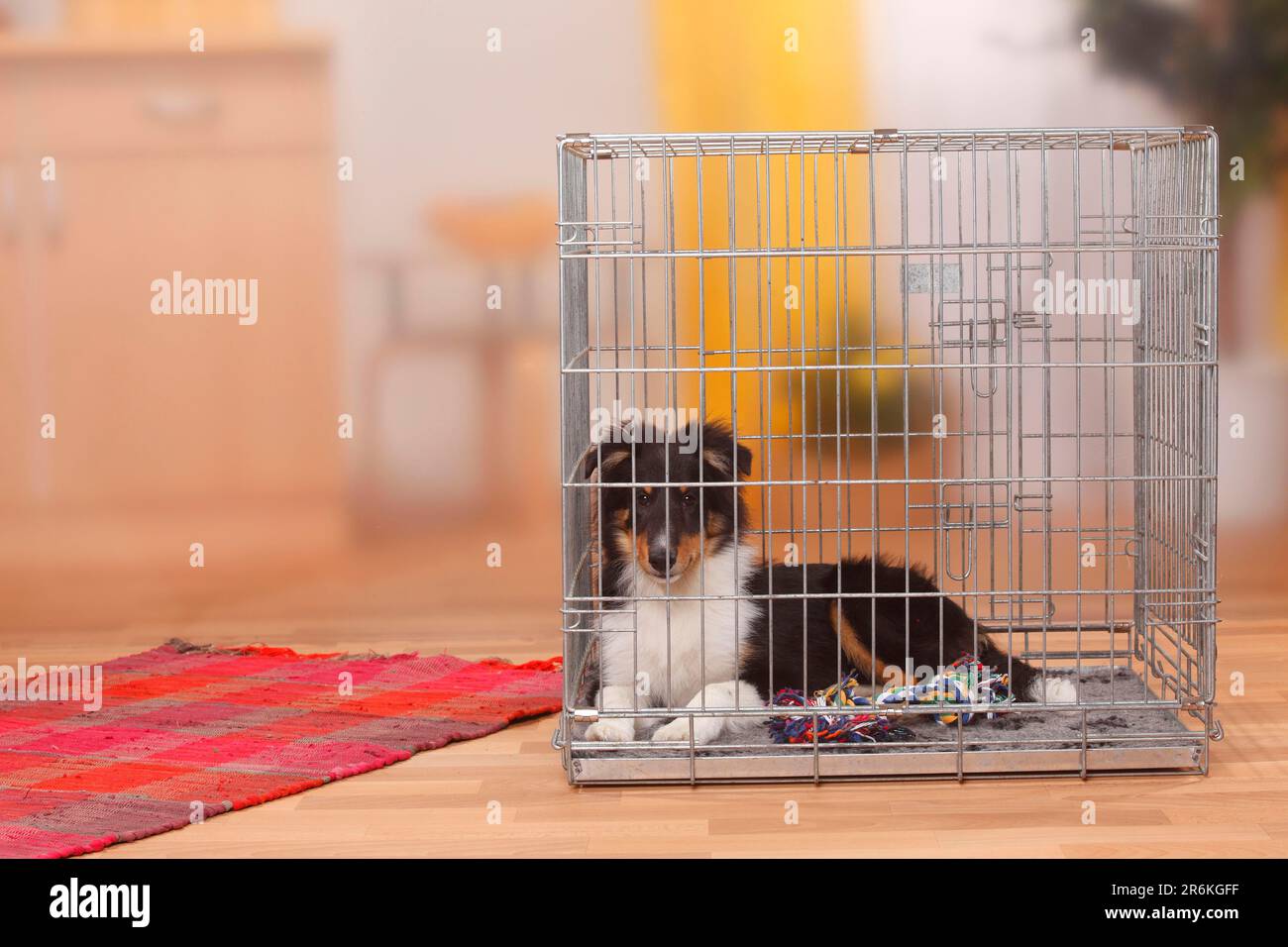 Sheltie kennel clearance