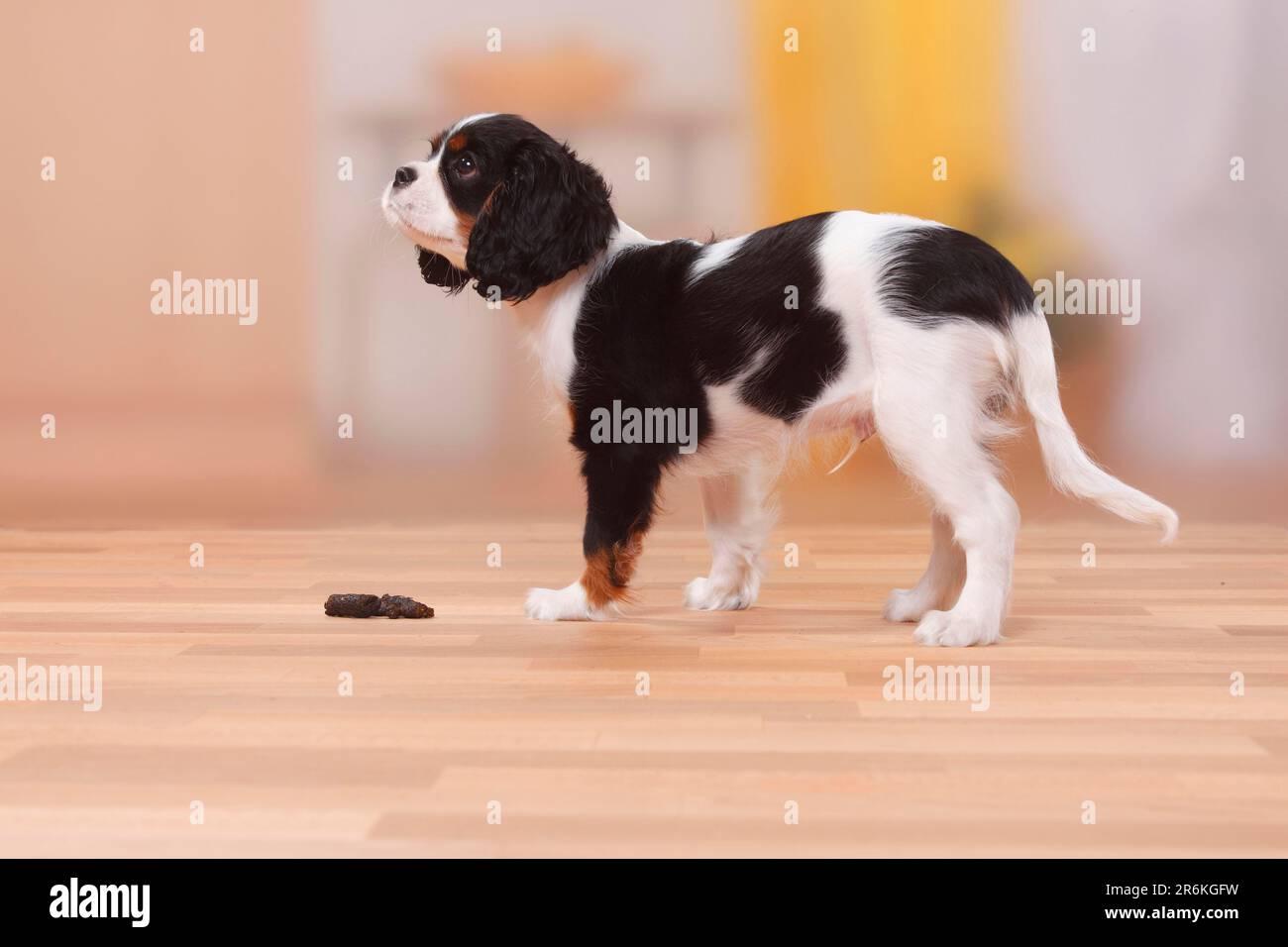 Cavalier King Charles Spaniel, puppy, tricolour, 13 weeks, on dog