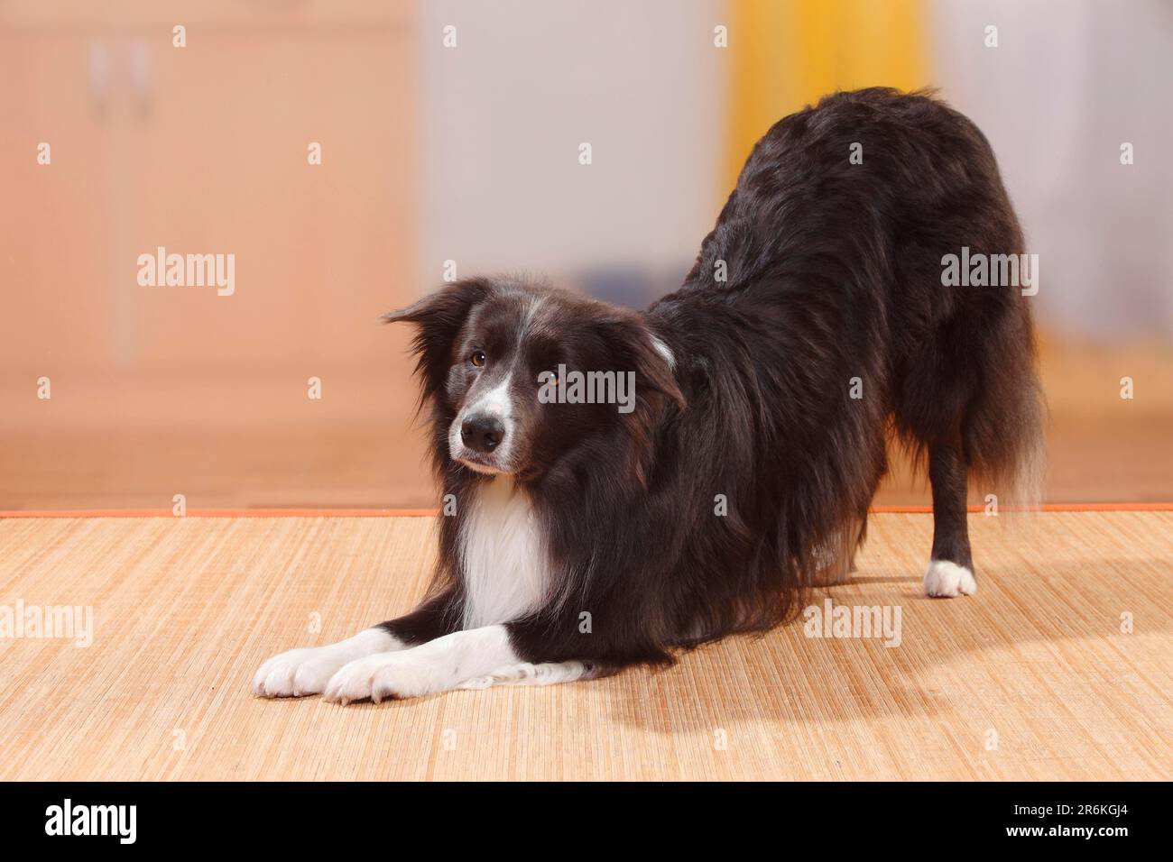 Border collie, blue, play calling, bowing Stock Photo - Alamy