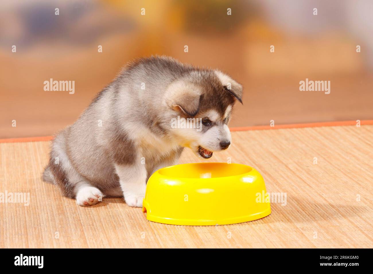 Alaskan Malamute, puppy, 6 weeks, shell Stock Photo - Alamy