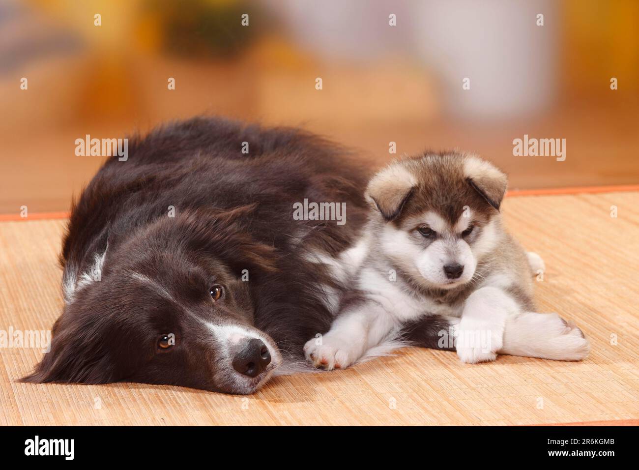 Malamute collie 2025