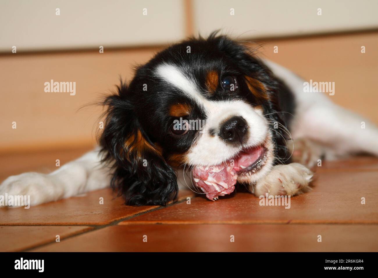 Cavalier King Charles Spaniel, puppy, tricoloured, 15 weeks, eats raw