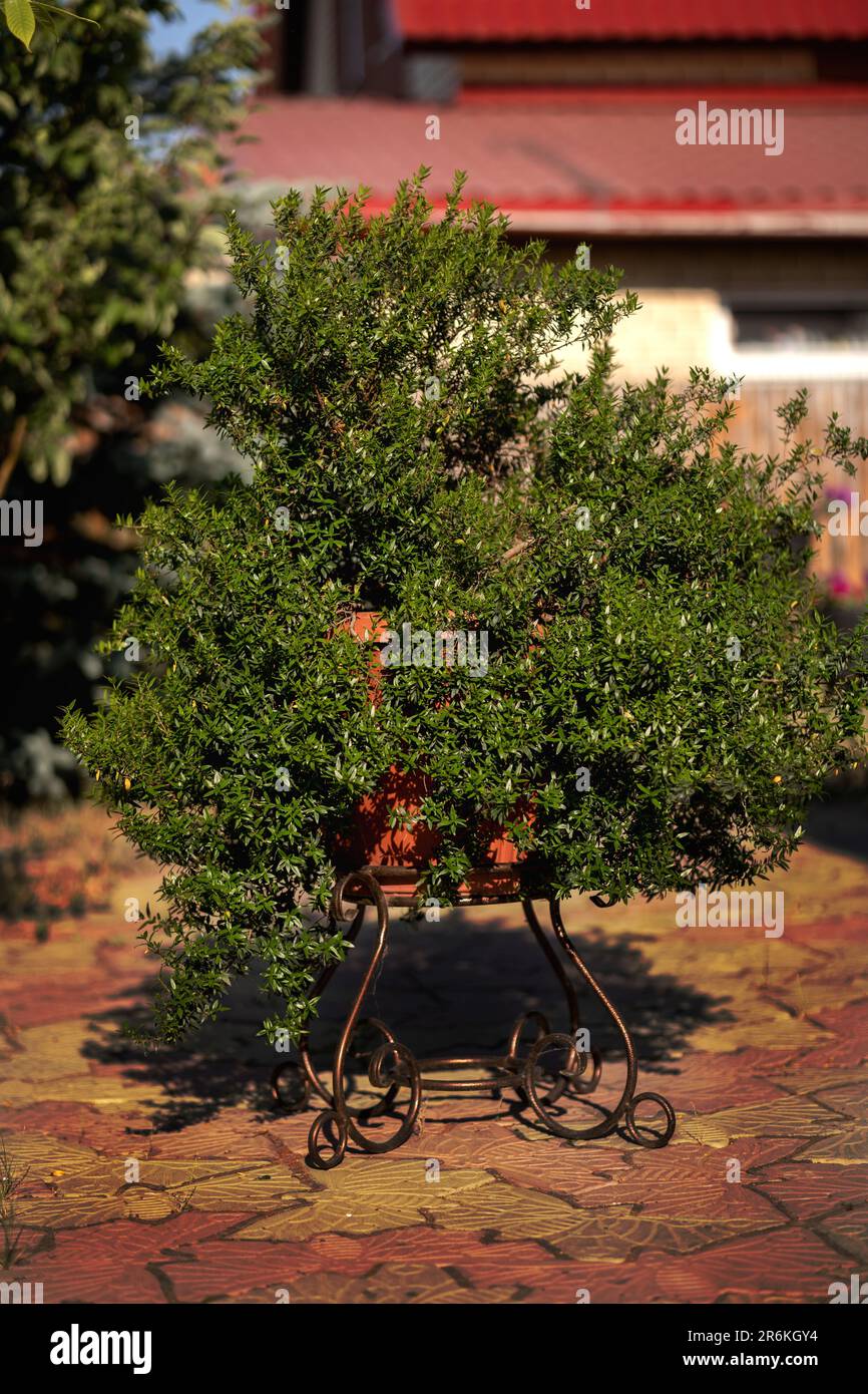 myrtle in a pot on a stand in a rural yard Stock Photo