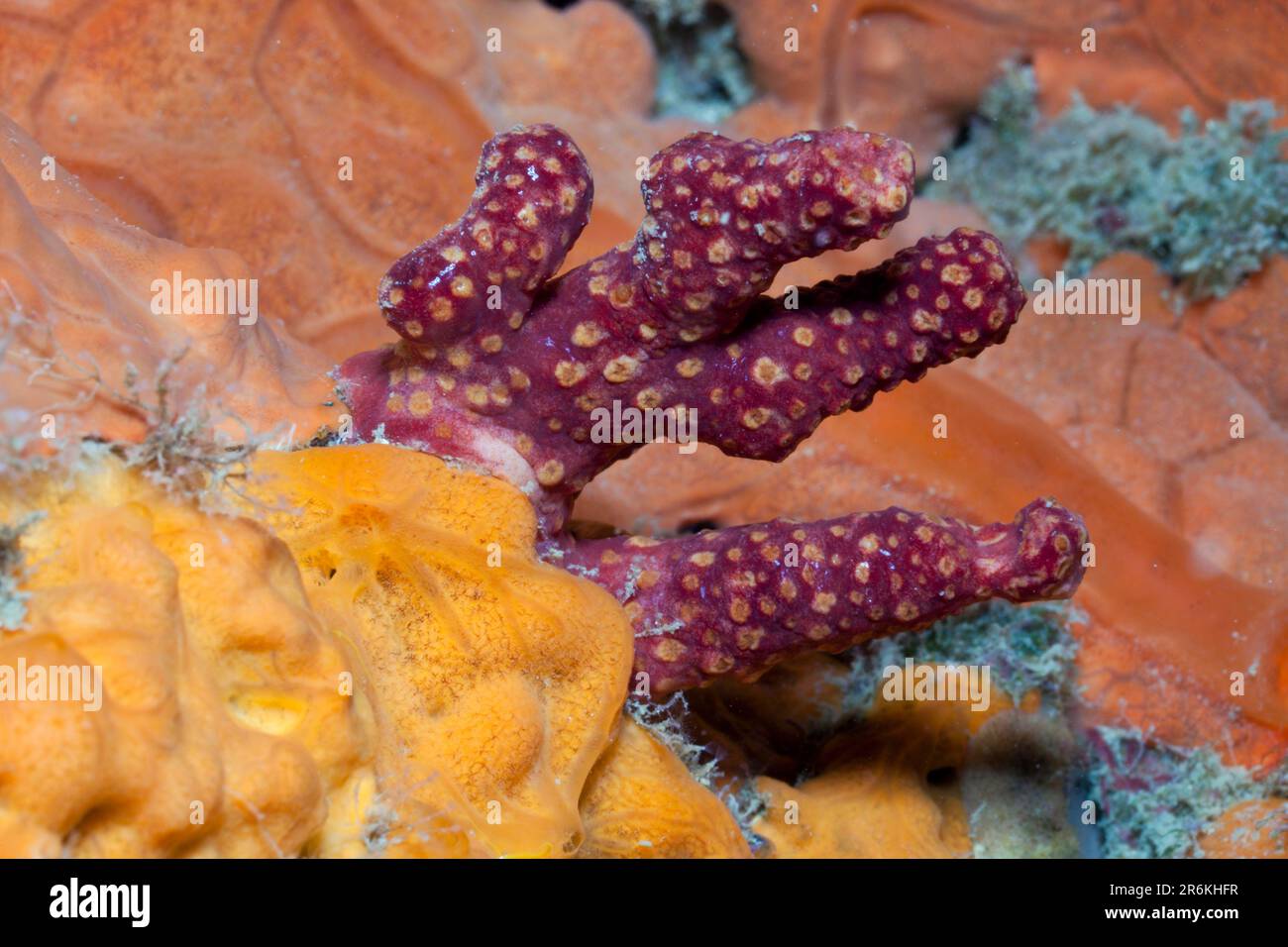 Dead-man's (Spirastrella cunctatrix) Fingers between Encrusting Orange Sponge, Medes Islands, Costa Brava, Spain (Alcyonium palmatum) Stock Photo