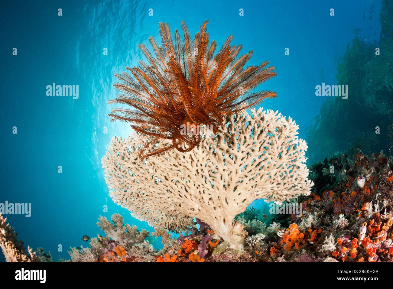 Yellow Feather Star on Table Coral, Raja Ampat, West Papua, Indonesia (Comanthina) (Acropora hyacinthus) Stock Photo