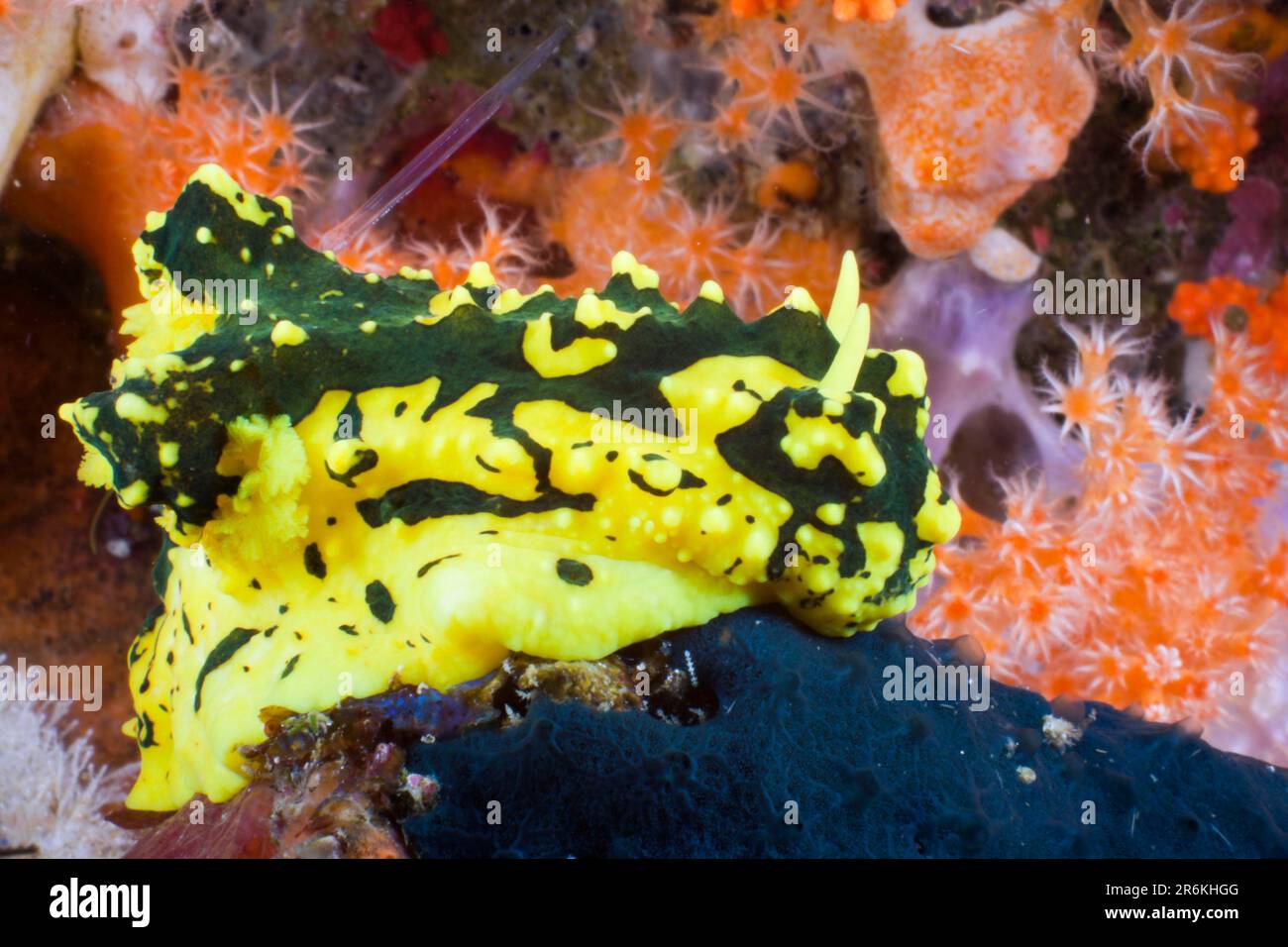 Yellow Neon Nudibranch, Raja Ampat, West Papua, Indonesia (Notodoris gardineri) Stock Photo