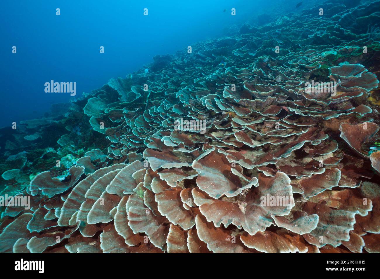 Hard Coral Reef, Raja Ampat, West Papua, Indonesia (Pachyseris speciosa) Stock Photo