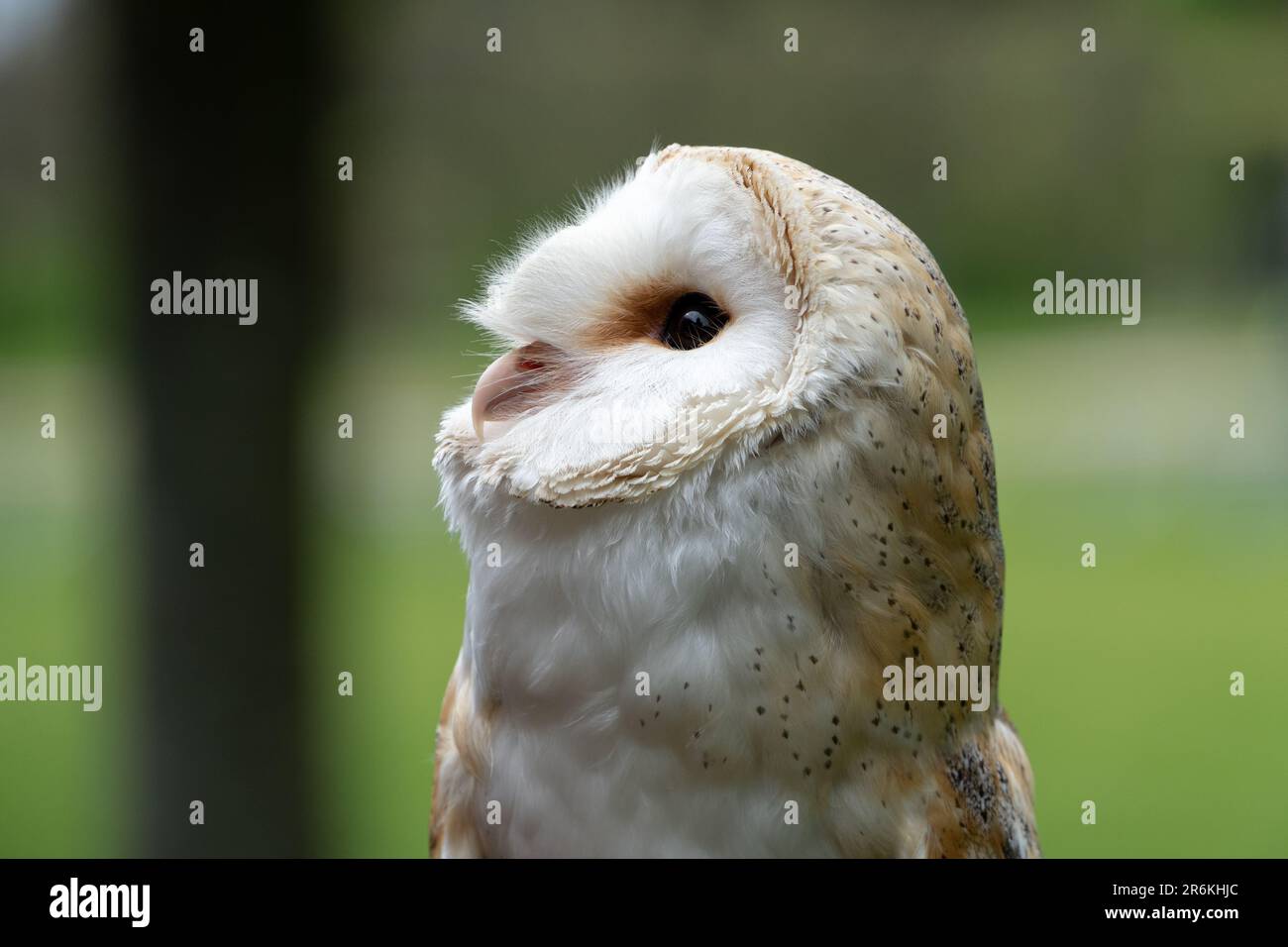 Barn Owl Looking Left Portrait with stunning details and soft bokeh Stock Photo