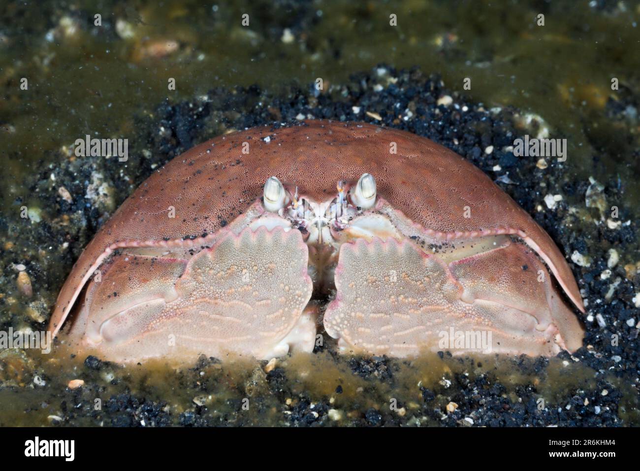 Box Crab, Lembeh Strait, Sulawesi, Indonesia (Calappa calappa) Stock Photo