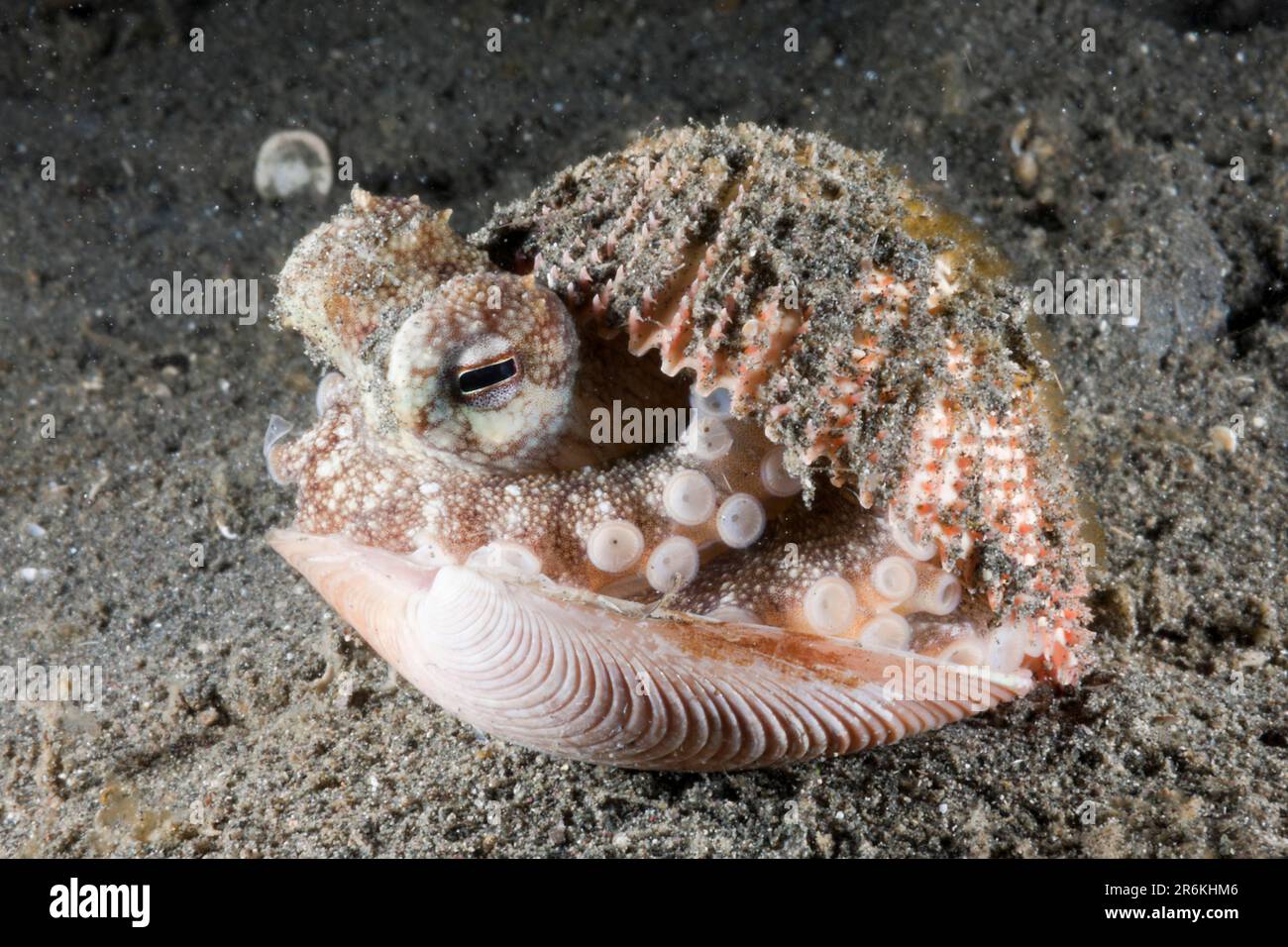 Coconut Octopus (Octopus marginatus) hiding in shell, Lembeh Strait, Sulawesi, Indonesia, hidden Stock Photo