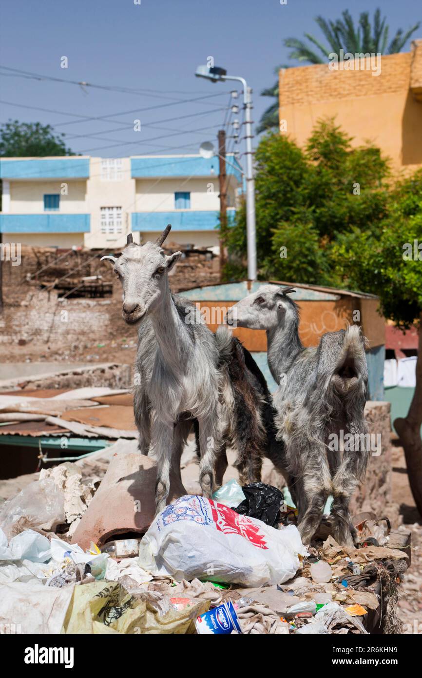 Domestic goats in dumpster, Elephantine Island, Aswan, goat, goats, dumpster, dumpster, Egypt Stock Photo