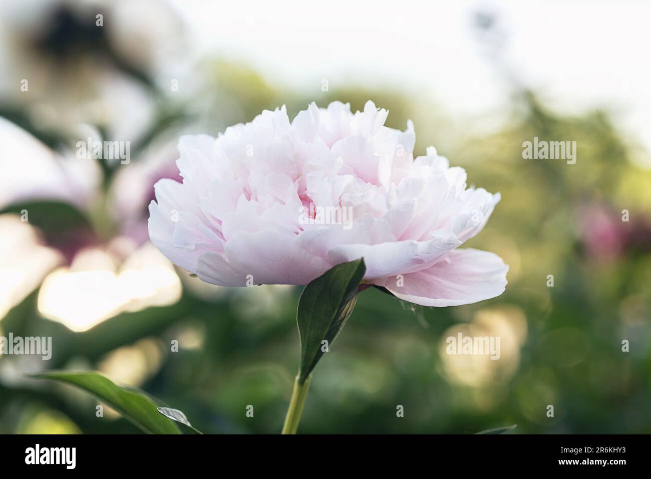 rose peony in a summer flower bed close-up Stock Photo