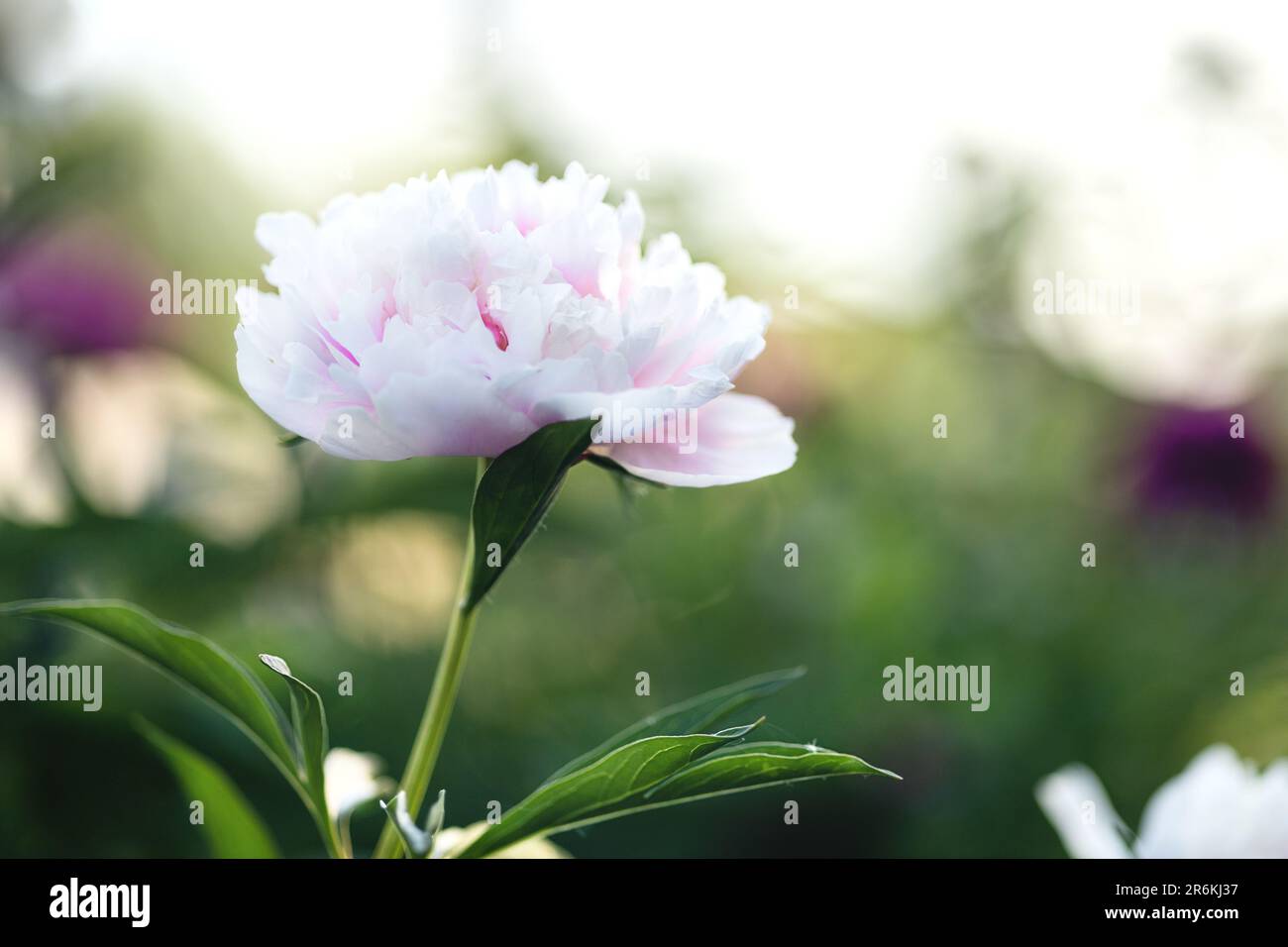 rose peony in a summer flower bed close-up Stock Photo