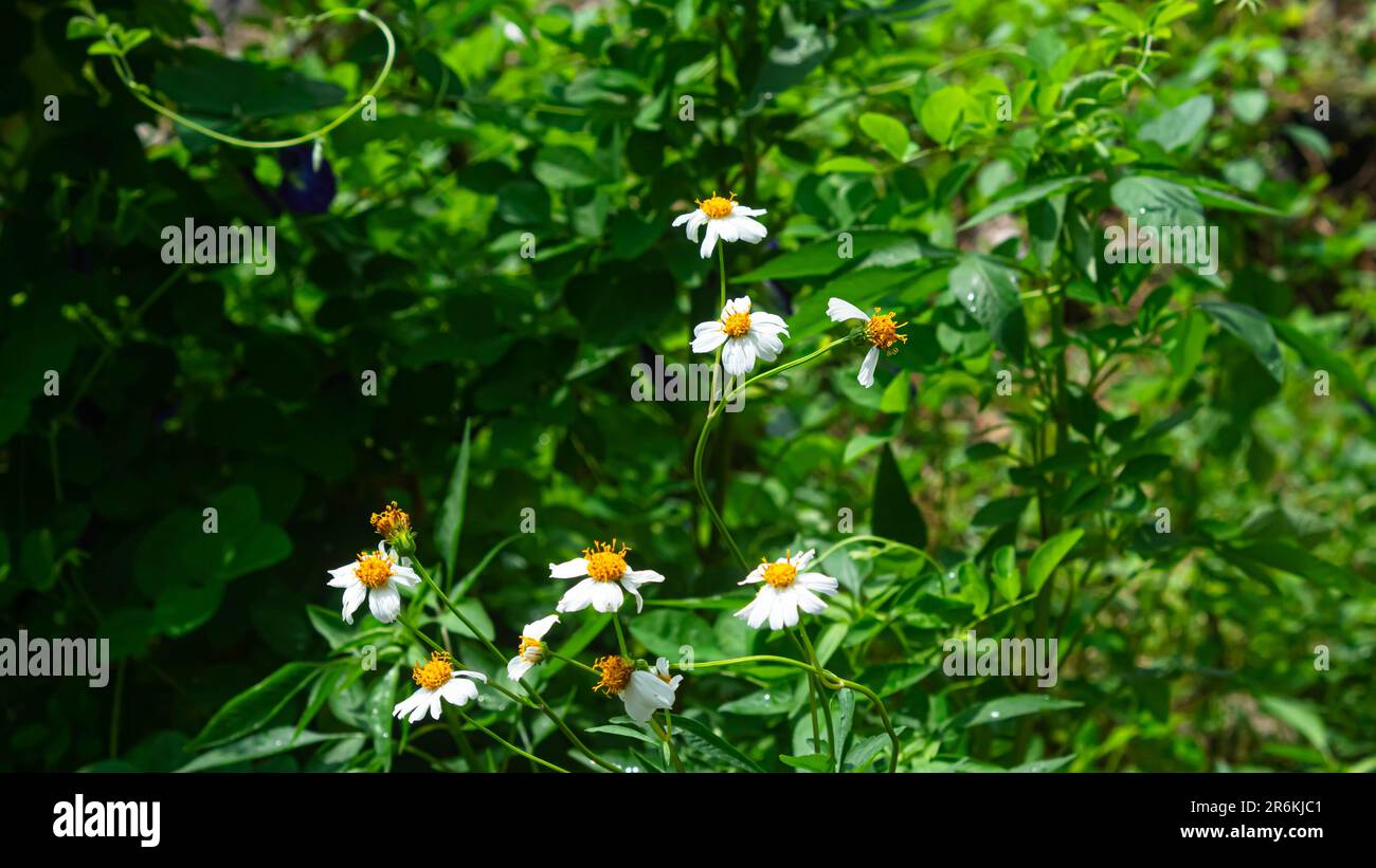 Bidens pilosa or ajeran with weeds in the background Stock Photo
