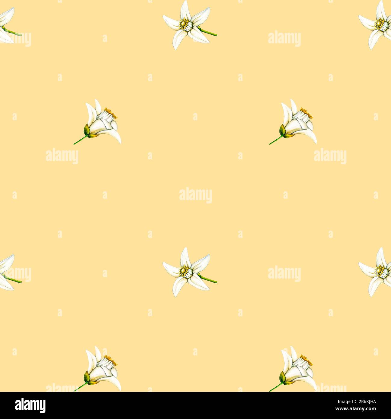 Watercolor seamless pattern illlustration of white flowers lemon on ...