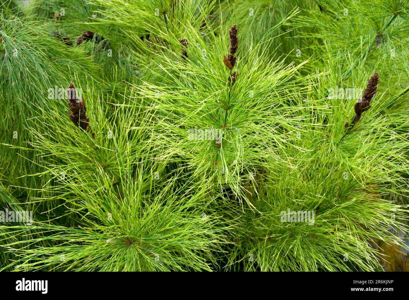 Horsetail Restio (Elegia capensis), broom, Restionaceae Stock Photo