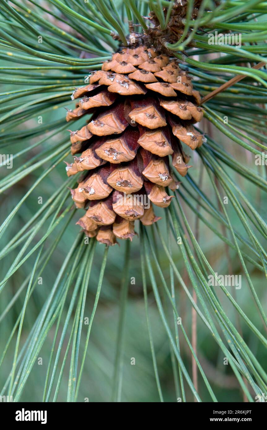 Cone, ponderosa pine (Pinus ponderosa Stock Photo - Alamy