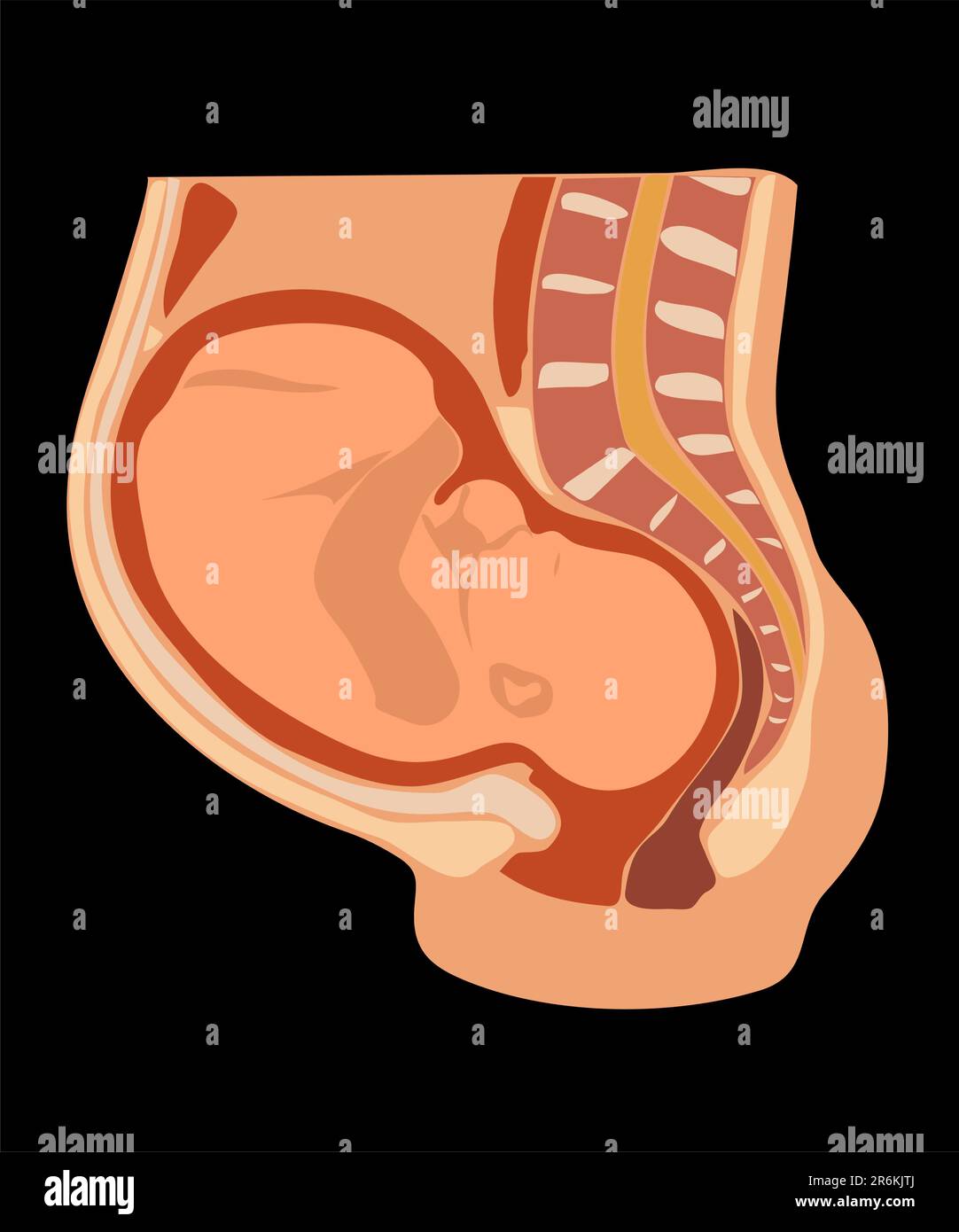 Vector image of nine months pregnant woman with fetus in stomach. Anatomical accurate Stock Vector