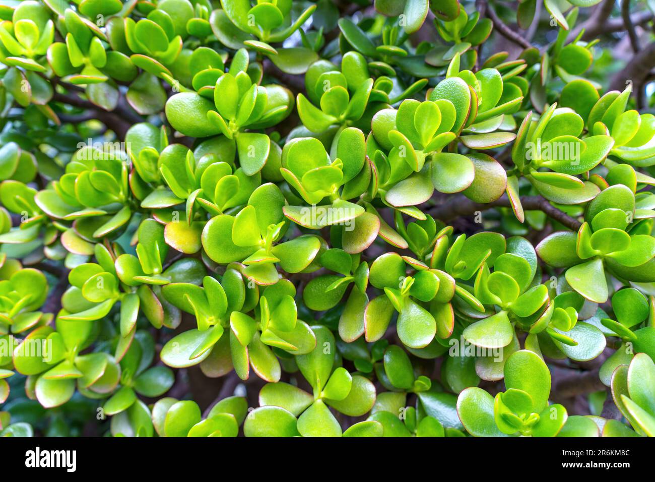 Green and glossy leaves of a money tree plant, also known as Pachira ...
