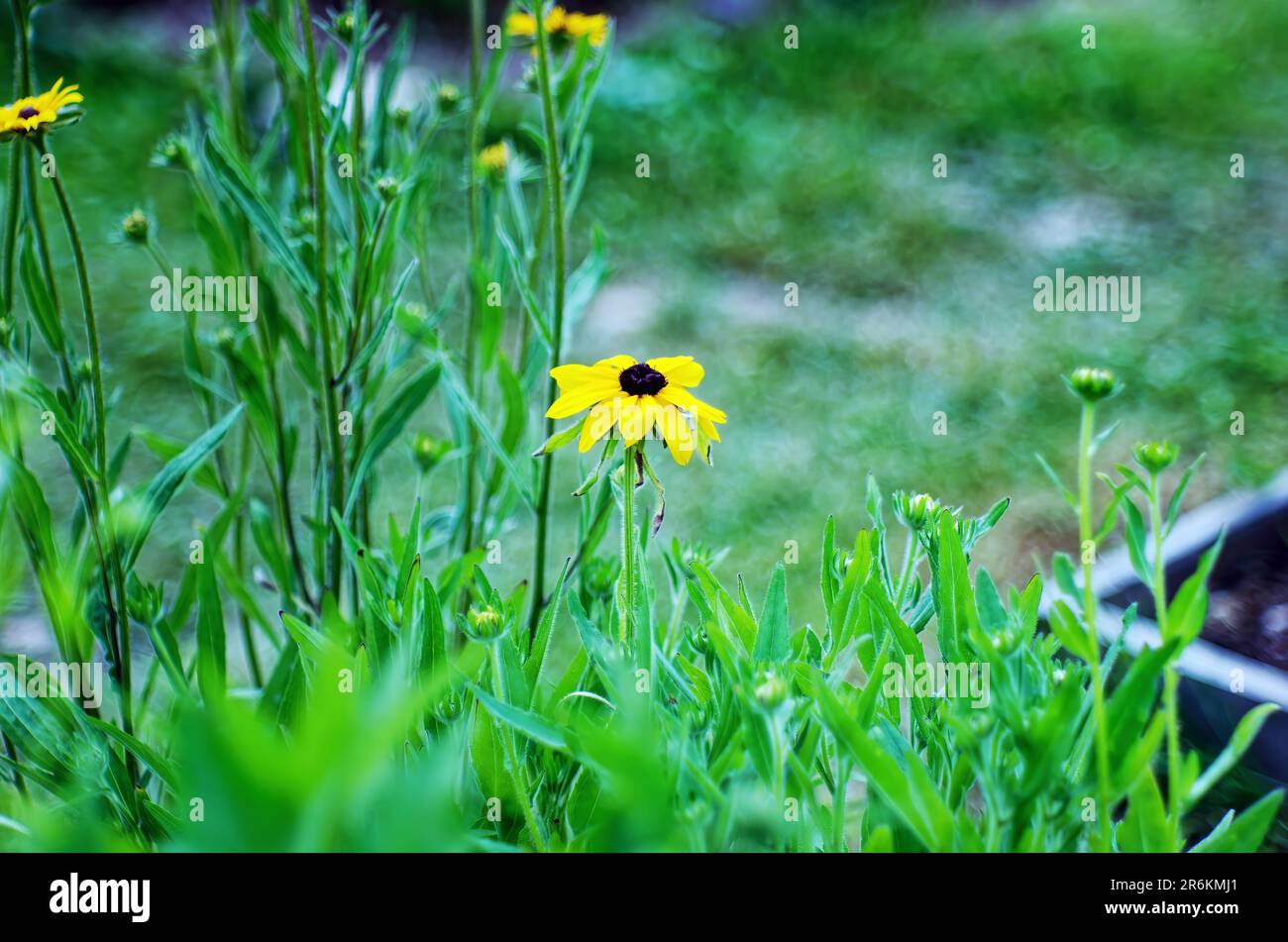 Chamomile in the garden in summer, close-up Stock Photo