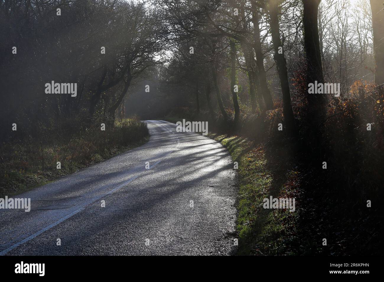 A misty December morning as the sun shines through the trees along the road to Stoke Climsland... Stock Photo