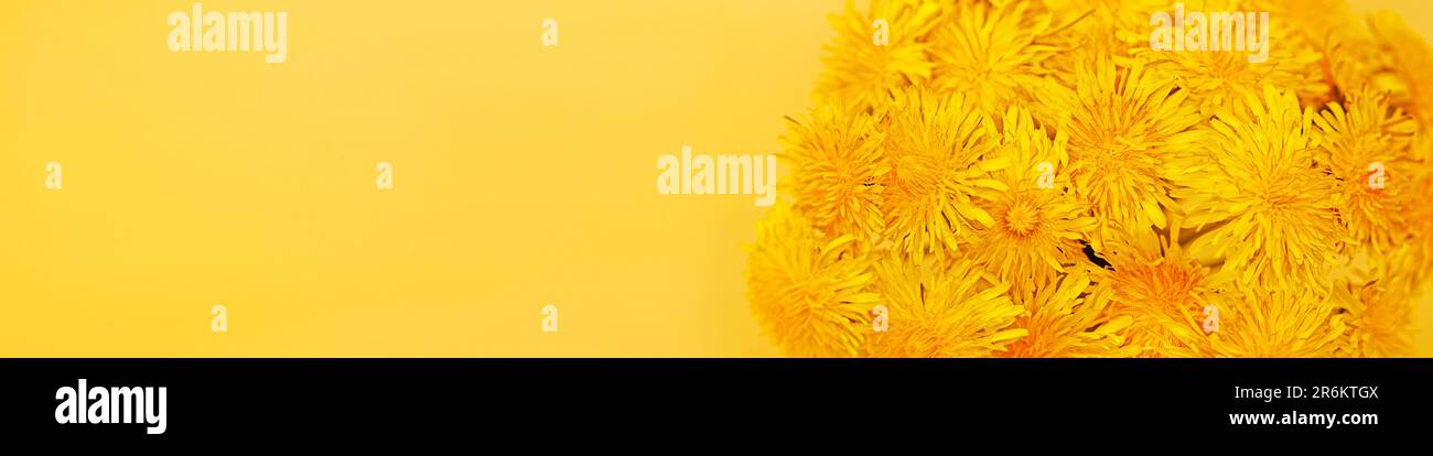 Linkedin banner with a macro photo of a bouquet of yellow dandelions on a yellow background Stock Photo