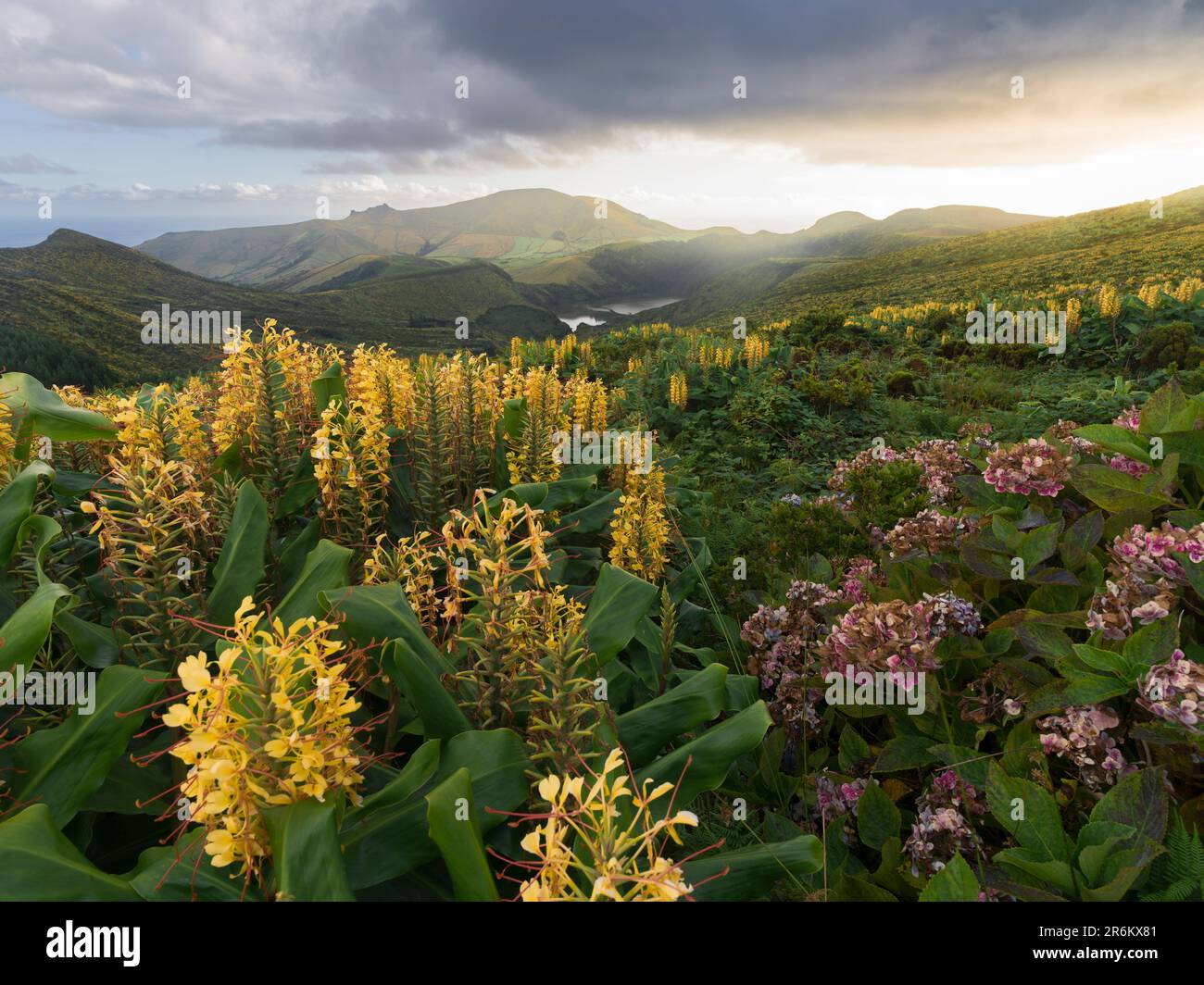 Countryside of Flores Island with many hydrangea and ginger lily