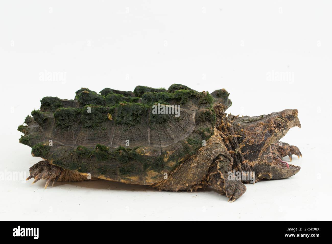 The alligator snapping turtle (Macrochelys temminckii) isolated on white background Stock Photo