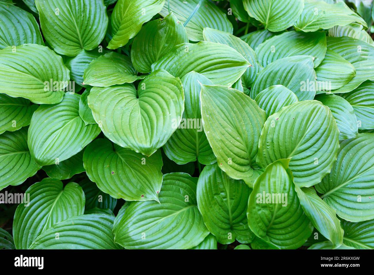 Beautiful hosta plantaginea with green leaves in garden, above view Stock Photo