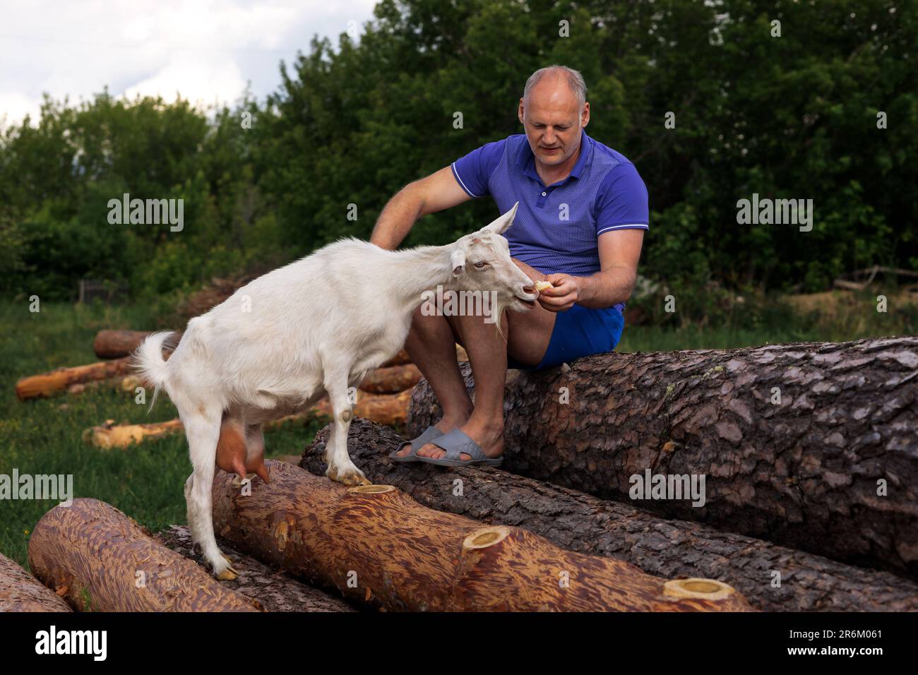 a middle-aged man feeds a white goat crackers sitting on logs and smiles Stock Photo