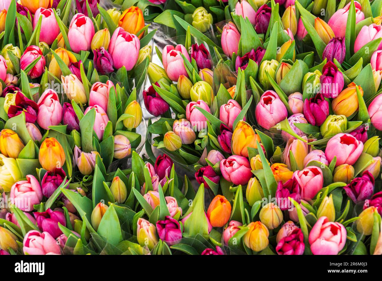 Colourful fresh tulips on sale in flower market, Amsterdam, Netherlands, Europe Stock Photo