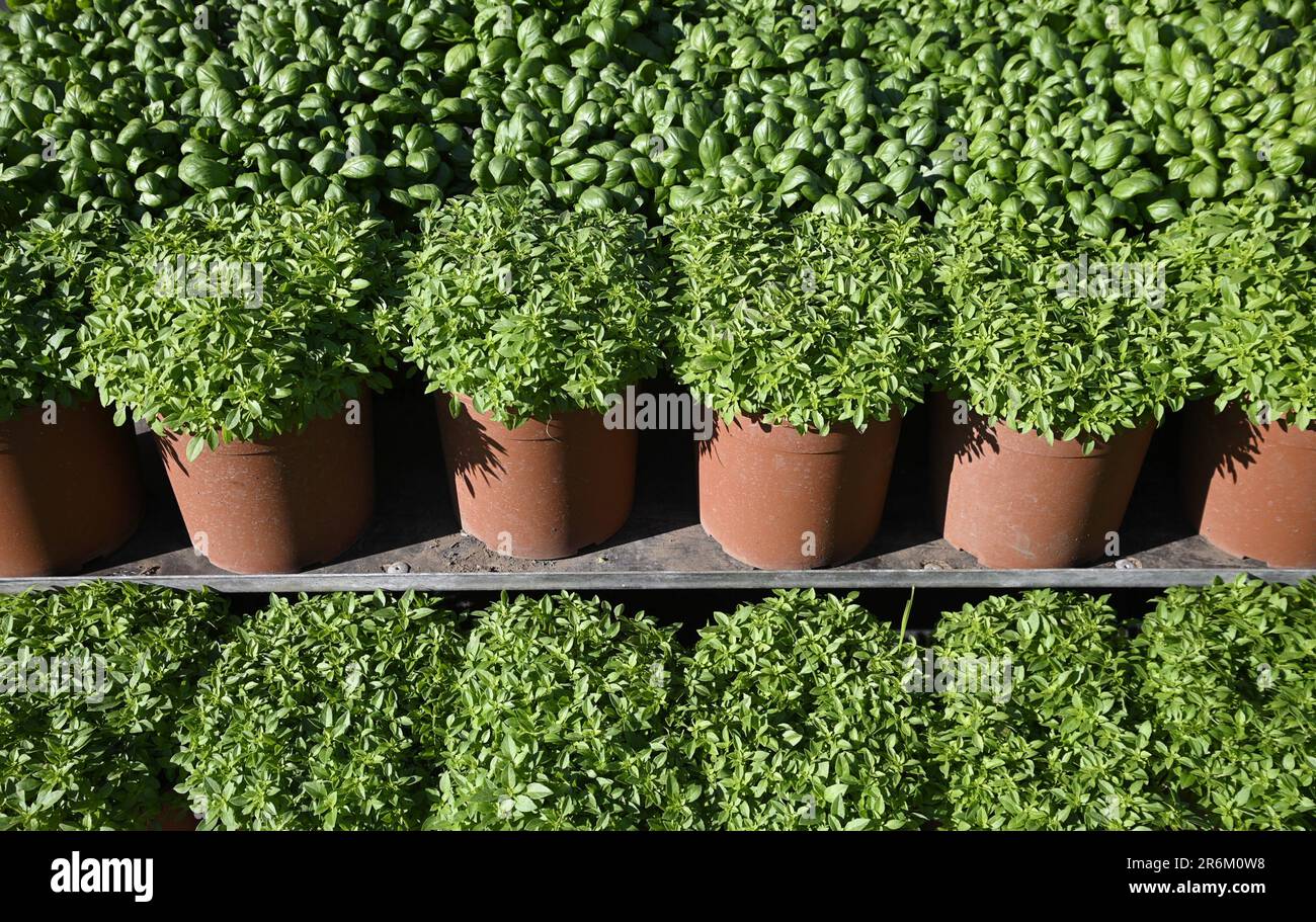 Sweet basil and broadleaf Genovese basil plants lined up on display at