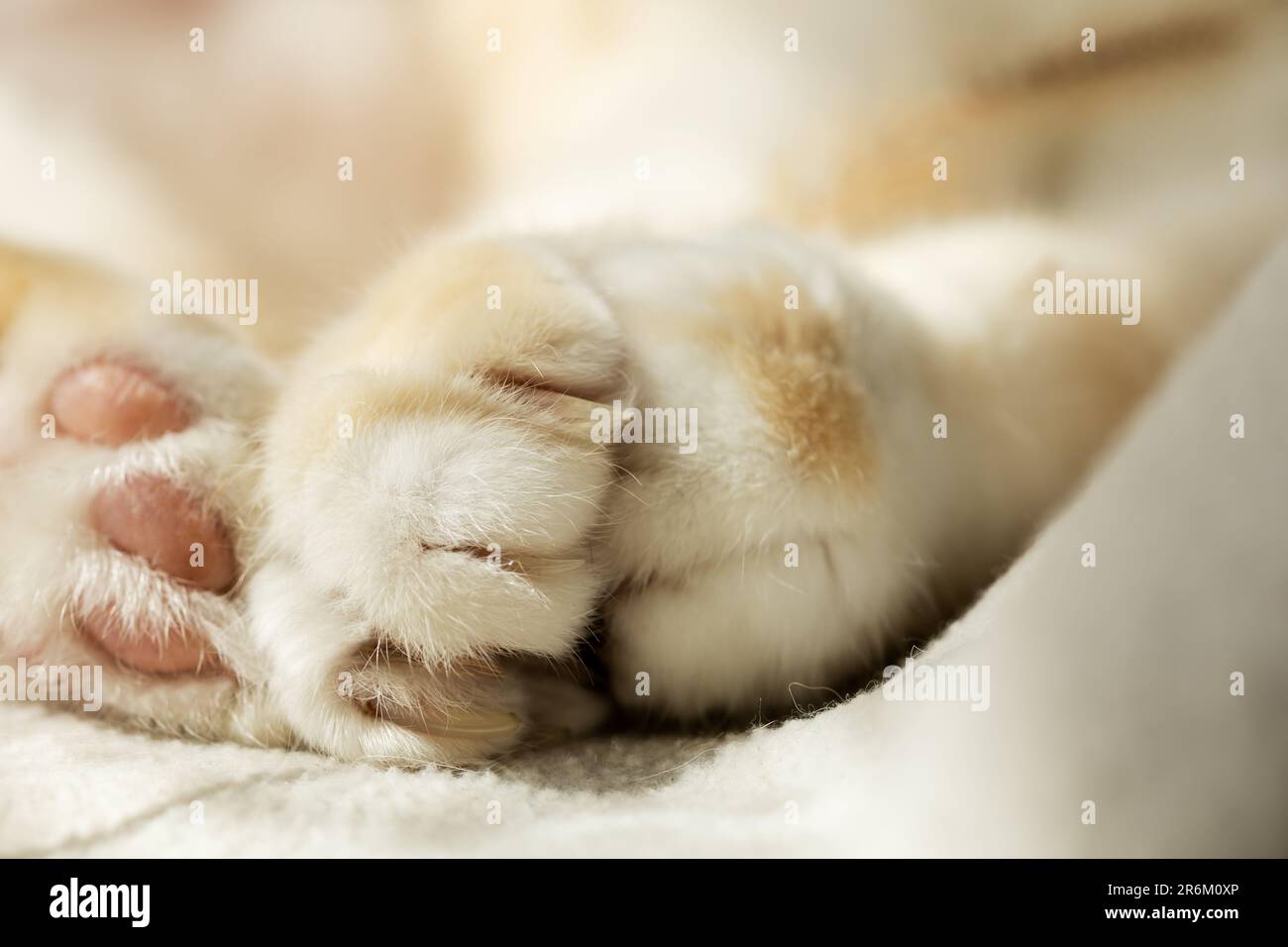 Gentle charming paws of a white cat with pink pads directed into the camera close-up Stock Photo