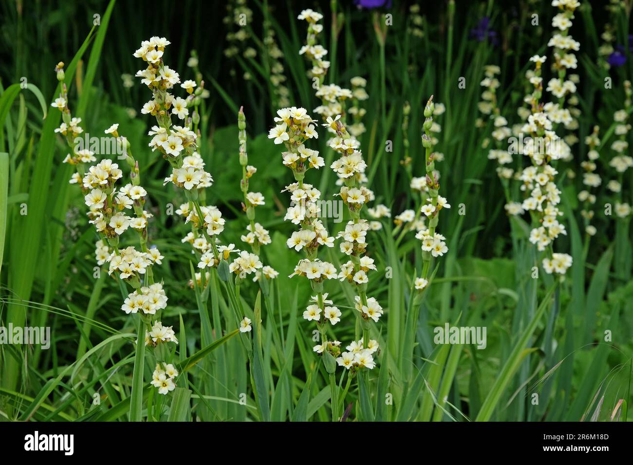 Pale Yellow Eyed Grass in flower. Stock Photo