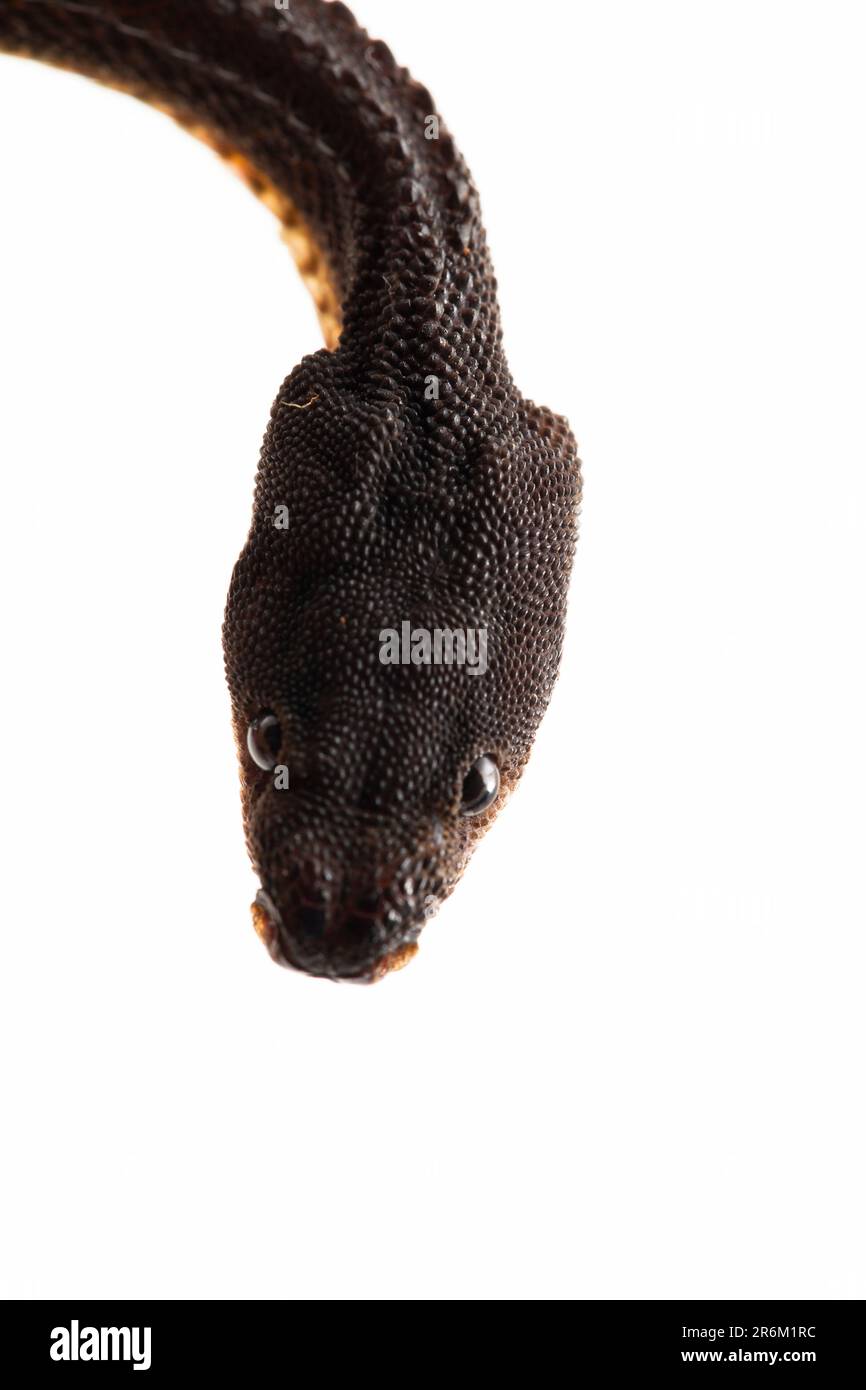The dragon snake, Javan tubercle snake, Javan mudsnake, or roughbacked litter snake Xenodermus
