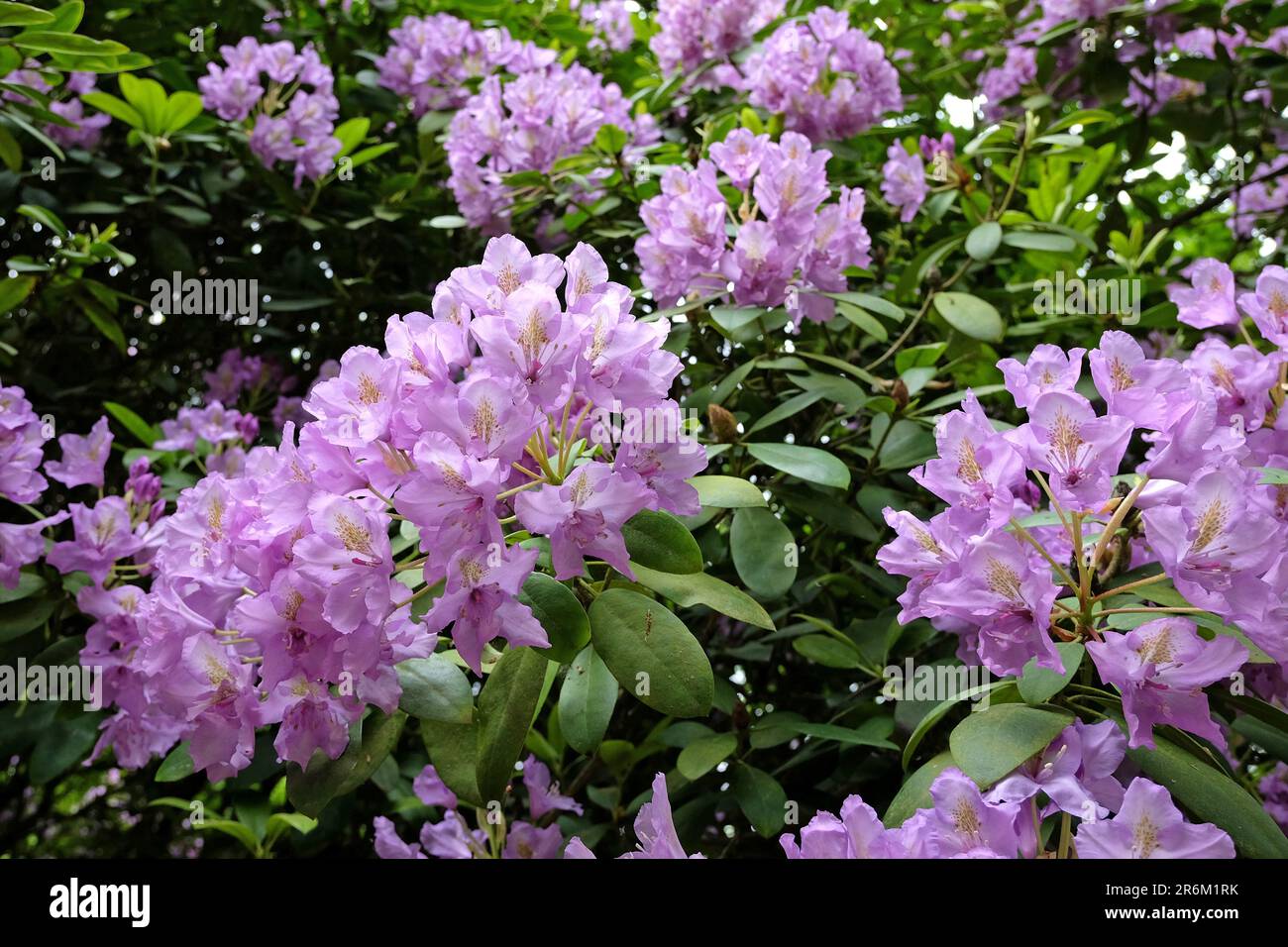 rhododendron bunter favorit Rhododendron Eyecatcher 'Sundowner' kaufen